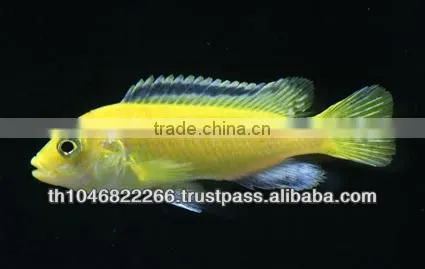 Cichlid Fish Farm for Sale and Export photo-5