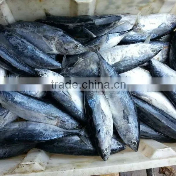 Whole Round Frozen Bonito Tuna Auxis Thazard photo-5