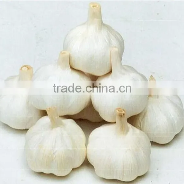 Pure White Garlic photo-2
