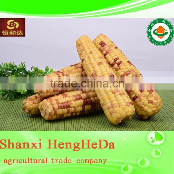 China Products Yellow Corn photo-4