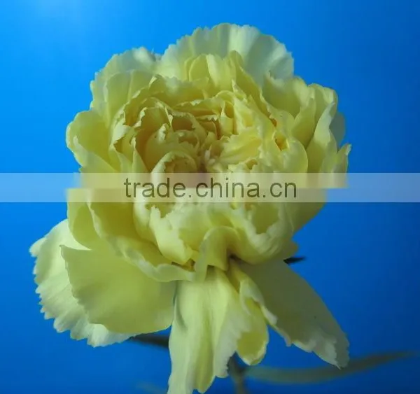 Various Hot-sale Fresh Flower of Green Carnation Flower photo-4