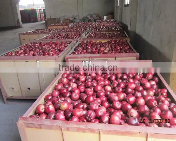 Export Huaniu Apple Company photo-4