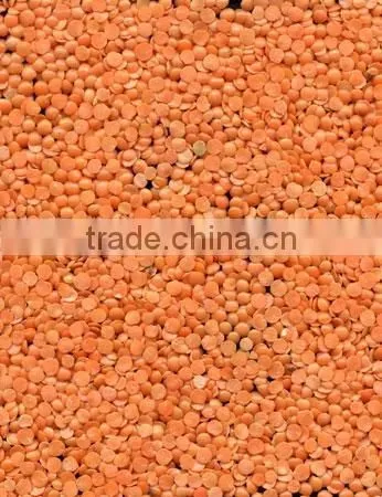 Red Split and Whole Lentils Sortexed Quality