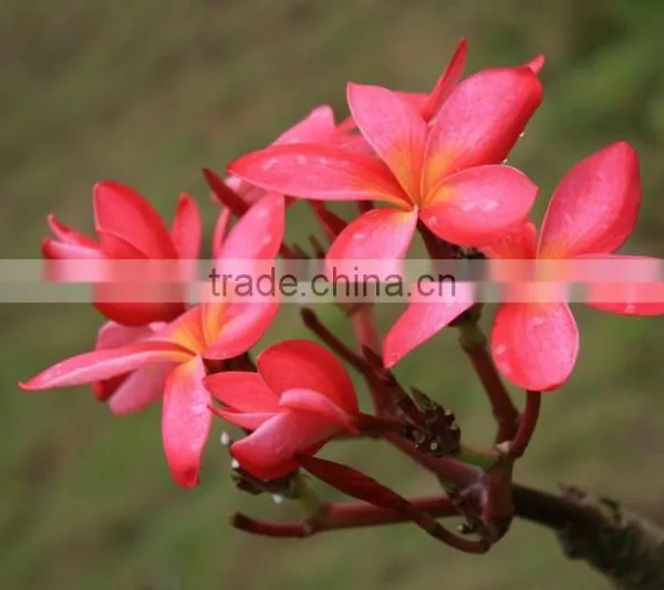 Natural Outdoor Plants Plumeria Rubra Red Flower photo-3