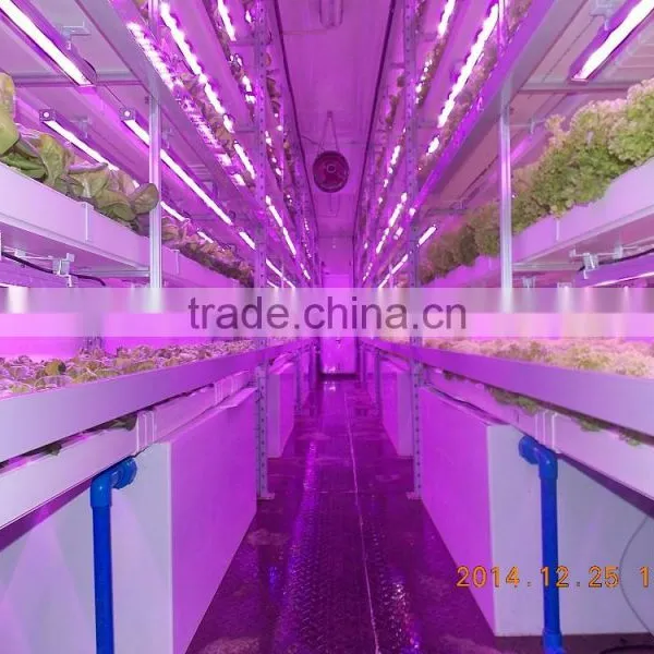 Container Greenhouse photo-3