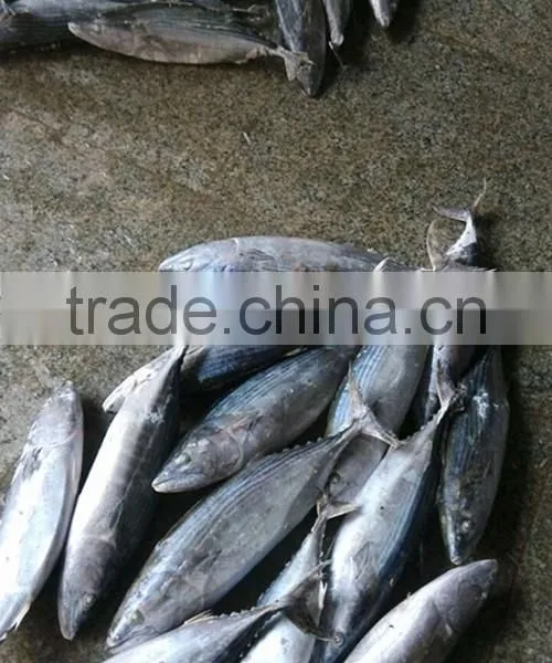 Euthynnus Lineatus Skipjack Tuna Whole Round 1.8kg+ photo-4