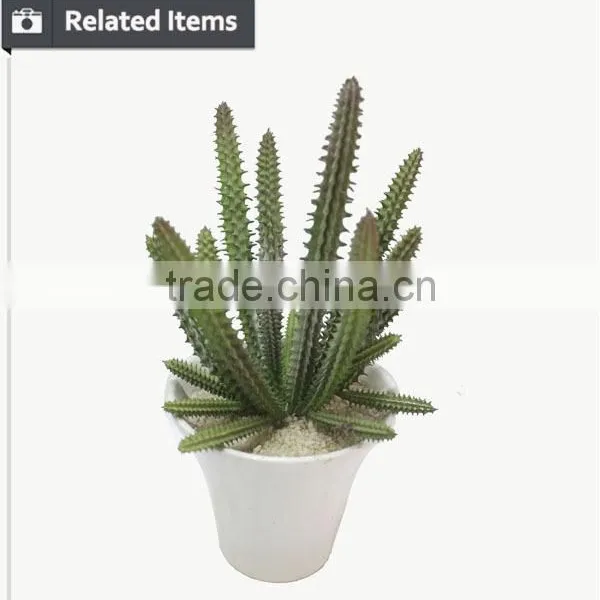 Kazuko Aoki Mini Succulent Plants Buy Direct From China Factory photo-5