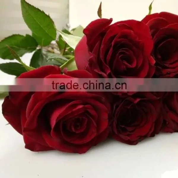 2016 Hot Sale Decorative Rose Flower Valentine's Day Occasion Fresh Cut Rose Flower Single Head photo-5