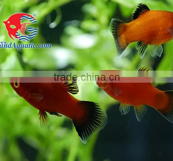 Red Wagtail Platy Bleeding Farm and Export From Thailand