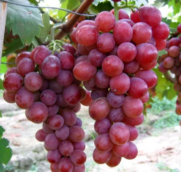 Grape Sorting Machine Grape Processing Separation Machine photo-6