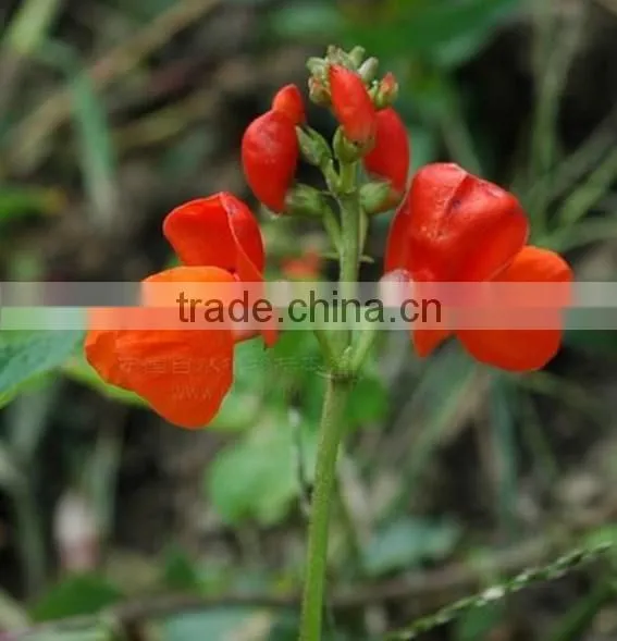 Scarlet Runner Bean, Phaseolus, Flower Seeds , Herb Seed,vegetalbe Seed,fruit Seed,grass Seed