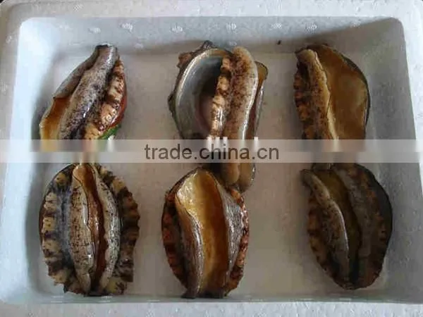 Wholesale Hight Quality Fresh Alive Abalone photo-2