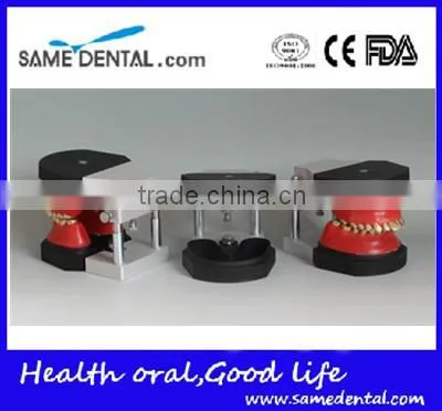 Dental Orthodontic Operational Training Model DEA-32 photo-3