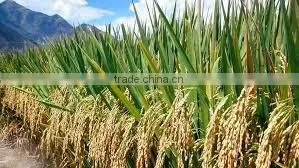 VIETNAM LONG GRAIN WHITE RICE photo-2