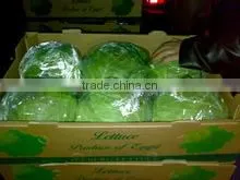Egypt Cabbage