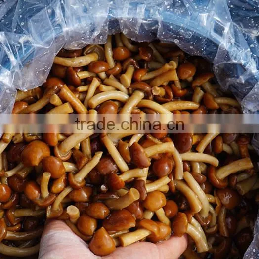 Fresh Pholiota Nameko Mushroom Price