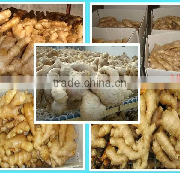 2014 New Air Dry Fresh Ginger photo-2