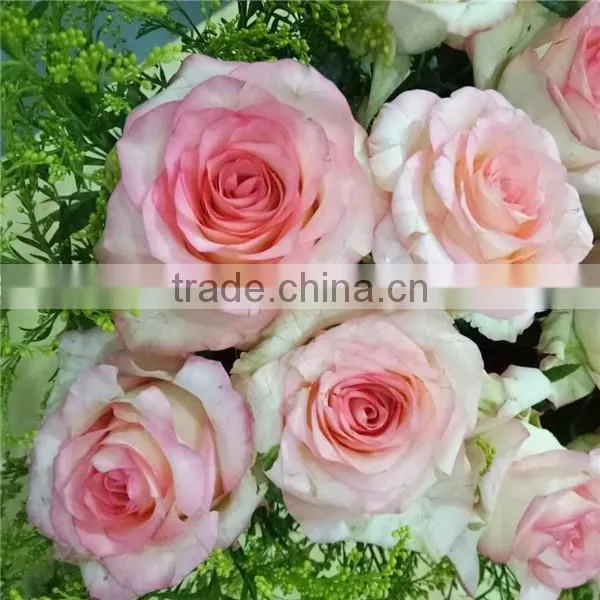 Export Roses Fresh Cut Flowers From Kunming of China photo-3