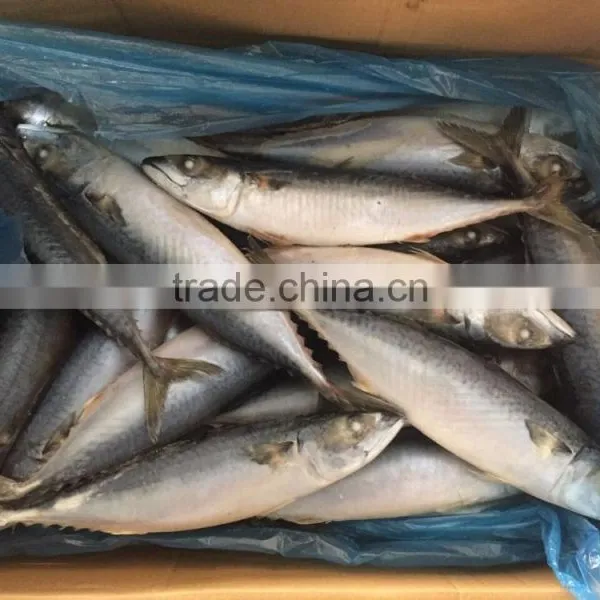 Sea Frozen Mackerel 300-500g 2016 photo-3