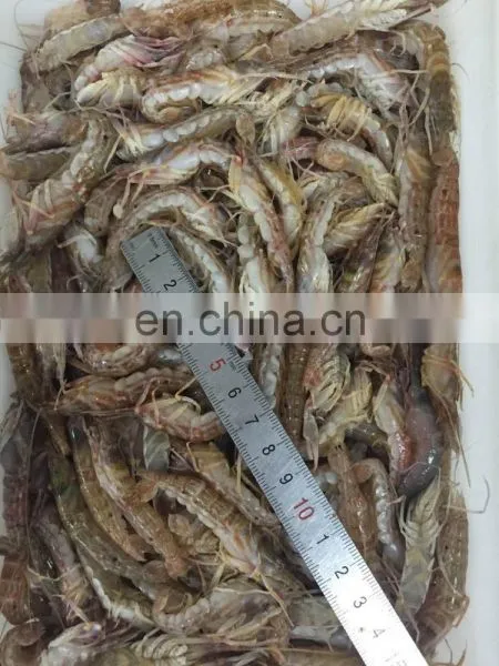 FROZEN MUD SHRIMP WHOLE ROUND photo-2