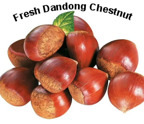 Dan Dong Chestnut
