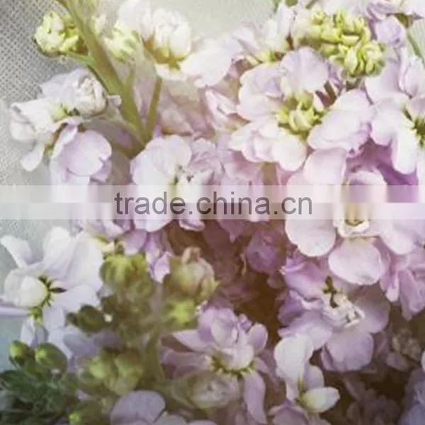 China Hot-sale Cut Fresh Pink and Violet Cotton Bakers Twine photo-2