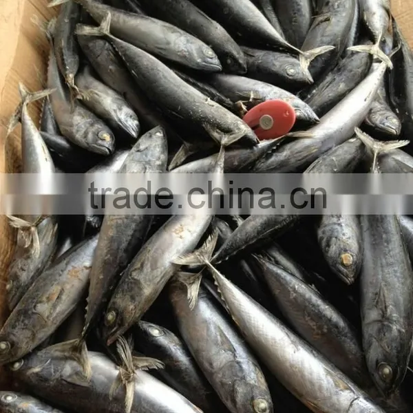 Frozen Tuna Bonito Fish Whole Round photo-4