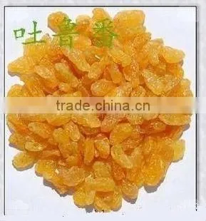 Golden Raisin Yellow Raisin Green Raisin photo-3