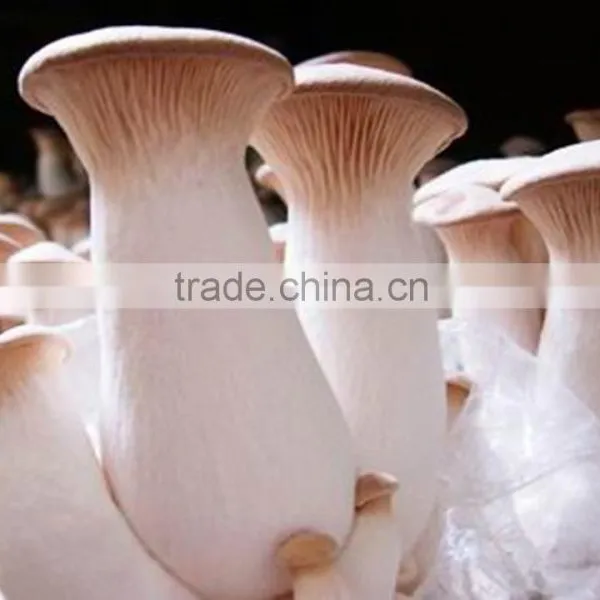 Dried Coprinus Comatus Mushroom