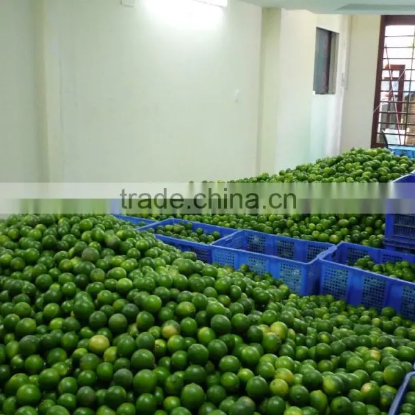 CHEAPER PRICE VIETNAM FRESH LIME photo-5