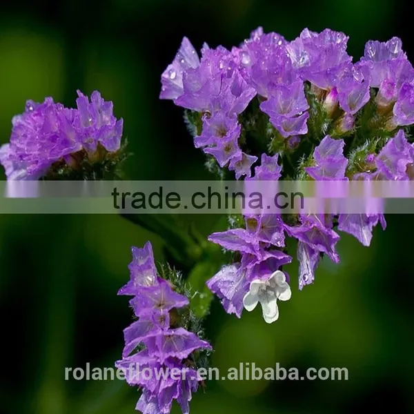 Supply Gypsophila Million Stars Cutting New Gypsophila With 1kg/bundle From Yunnan, China photo-2