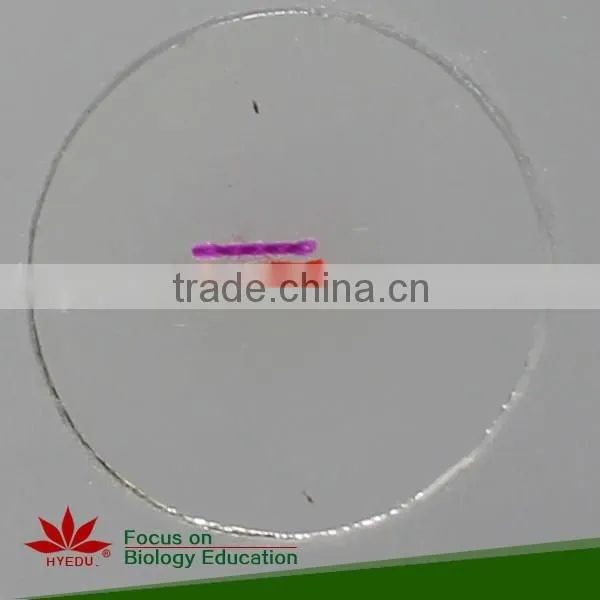 Hot Sale 50pcs Student Mixed Microscope Prepared Slides Set photo-3