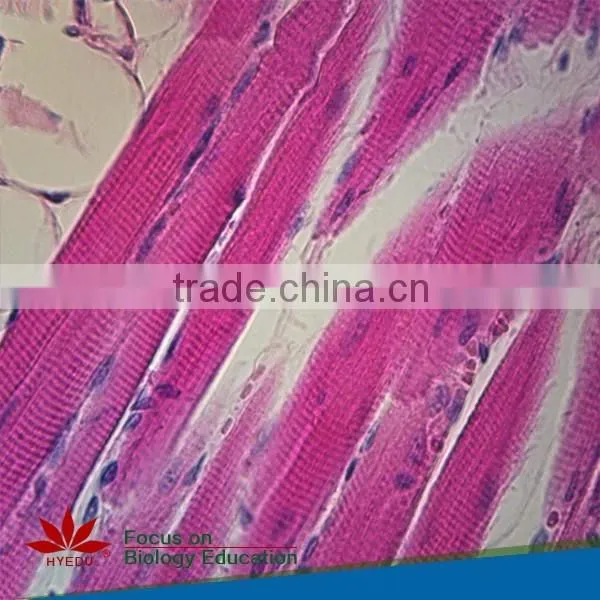 100pcs/set Histology and Embryology Microscope Glass Slides photo-4