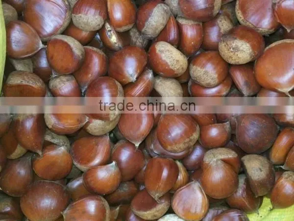 40-50, 50LB Gunny Bag Chinese Fresh Chestnuts Wholesale Chestnut photo-3