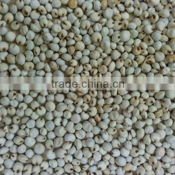 WHITE SORGHUM photo-4