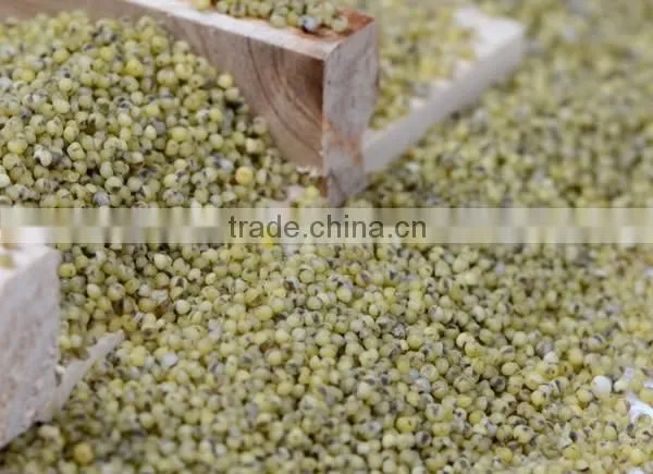 GREEN MILLET IN HUSK FOR BIRD FEEDS photo-4