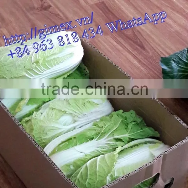 FRESH CHINA CABBAGES photo-3