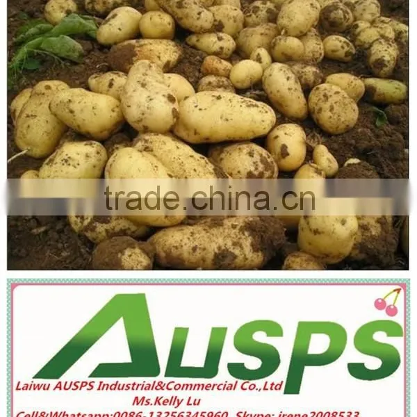 Chinese Fresh Potato photo-3