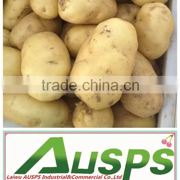 China Yellow Fresh Potato Price photo-4