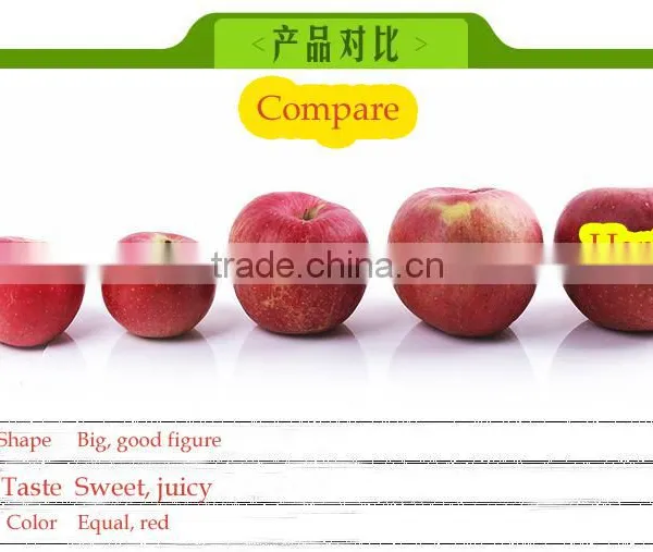 China Supplier of Fresh Hanfu Apple Fresh Apple Fruit From Liaoning Province photo-6