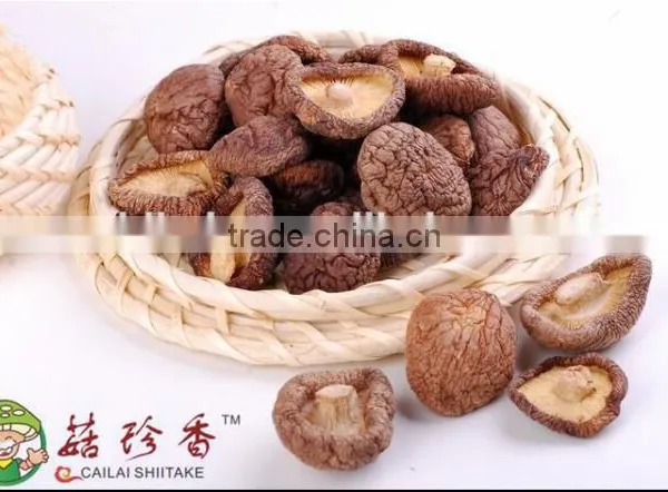 Natural Dry Shiitake Mushroom Bulk Dried Oyster Mushroom