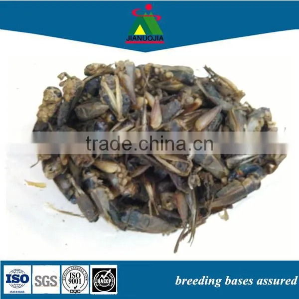 Lizard Food Beetles Cricket