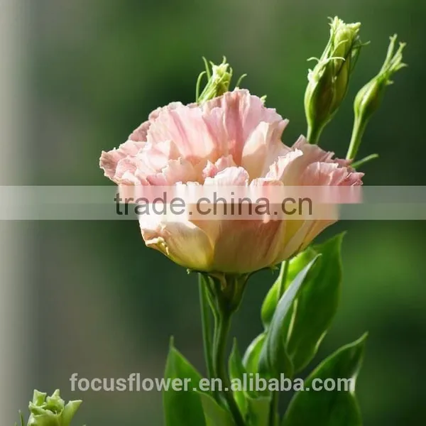 World Class Pink Ring Eustoma Seeds With Factory Price photo-3