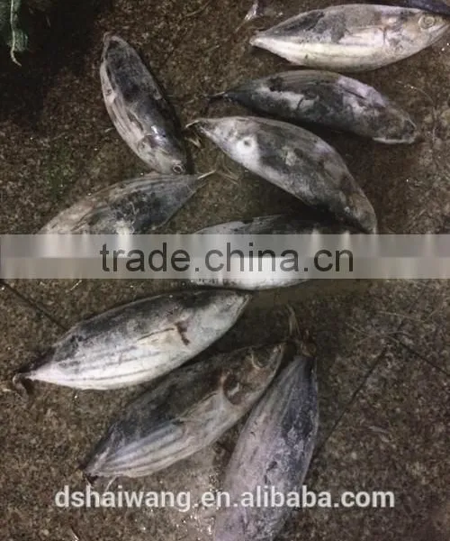 Frozen Skipjack Tuna From Chinese Manufacture With Size 300 - 750 g + photo-2