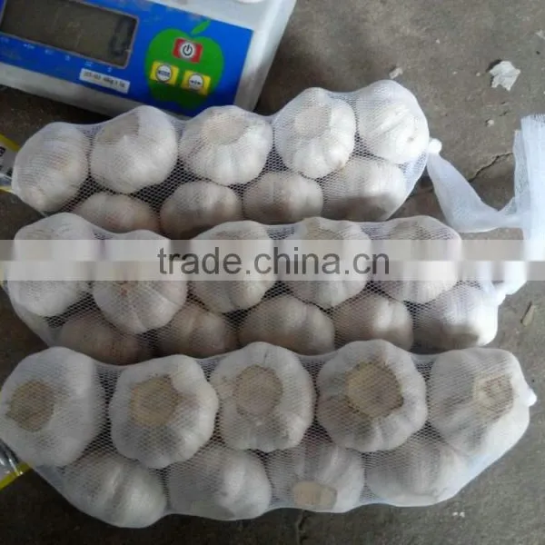 Normal White Garlic photo-2