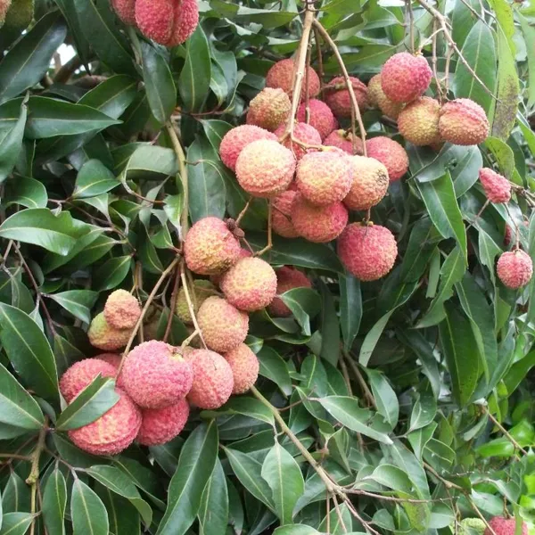 Japan Lychee Trees With Grafting Korea Lychee Trees photo-4