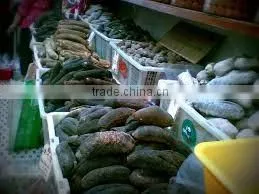Sea Cucumber