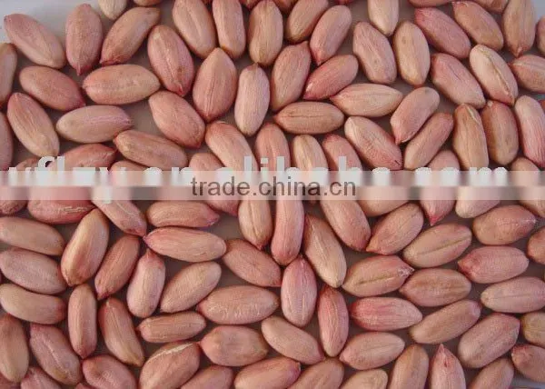 peanut kernel