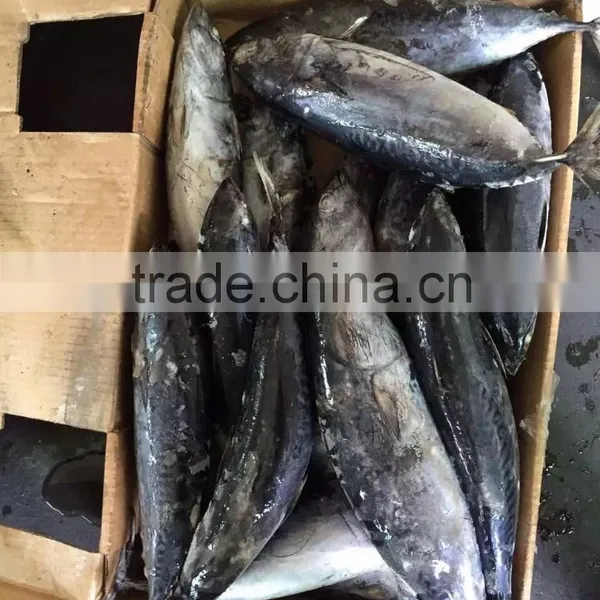 2016 High Quality 400-700g of Frozen Whole Round Bonito for Sale photo-2