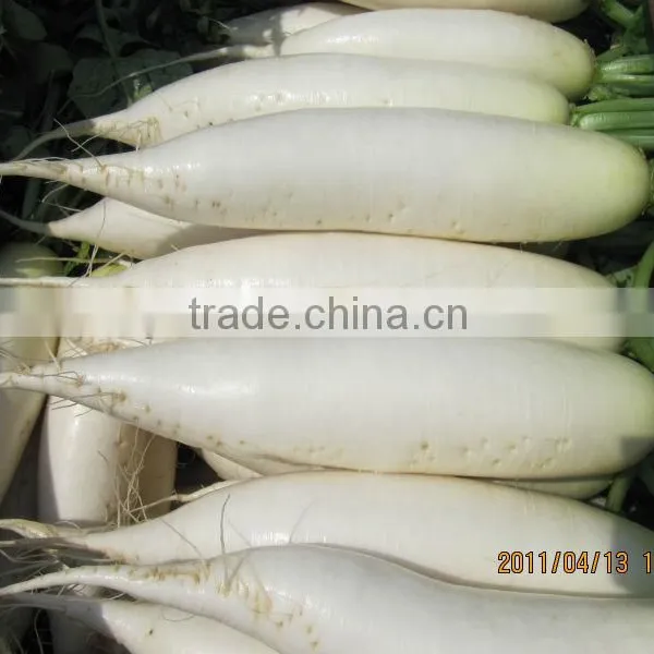 Wholesale New Crop Fresh White Raddish (china)